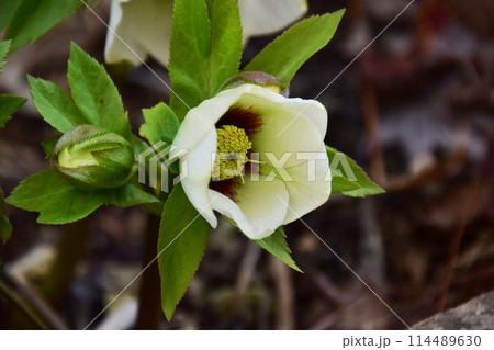 庭のクリスマスローズの花とつぼみ 庭のクリスマスローズの花とつぼみ 114489630