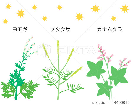 秋の花粉症の原因になる植物 114490010
