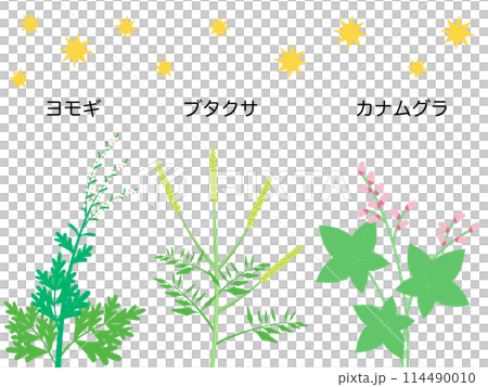秋の花粉症の原因になる植物 114490010
