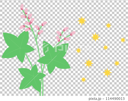 カナムグラ／秋の花粉症 114490013