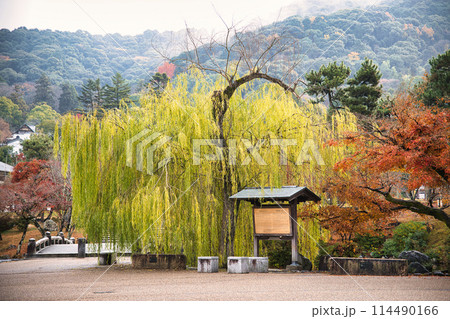晩秋の円山公園 114490166