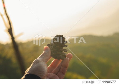 nature traveling with hand hold pine cones and see sunrise with layer of mountain nature traveling with hand hold pine cones and see sunrise with layer of mountain 114490377