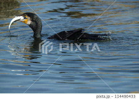 カワウの狩り 114490433