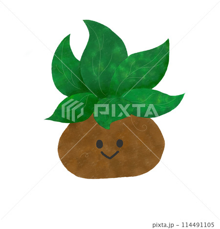 植物のイラスト 114491105