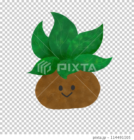 植物のイラスト 114491105