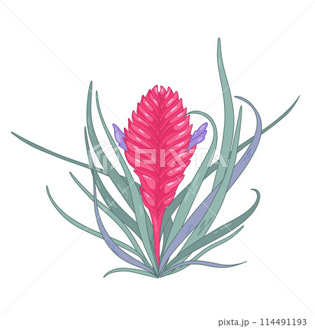 Pink tillandsia purple flowers, long green leaves Pink tillandsia purple flowers, long green leaves 114491193
