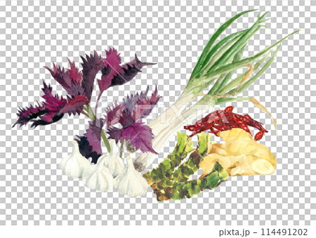 水彩で描いたいろいろな種類の薬味セットのイラスト【手描き】白バック 透過背景 114491202