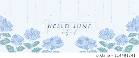 紫陽花 アジサイ 梅雨  hydrangea 素材 バナー フレーム 背景 ベクターイラスト 114491241