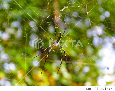 蜘蛛の巣を張るジョロウグモ 蜘蛛の巣を張るジョロウグモ 114491257