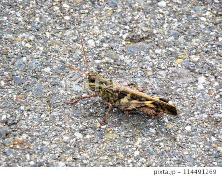 路上にいるクルマバッタモドキ 114491269