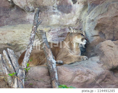 岩の上に寝そべるピューマ 岩の上に寝そべるピューマ 114491285
