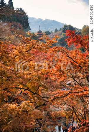 京都 晩秋の清水寺 京都 晩秋の清水寺 114491456