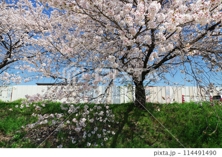 満開のこだま千本桜 114491490