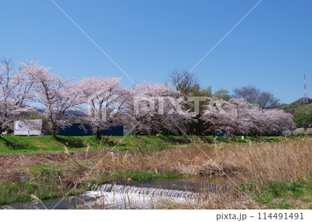 満開のこだま千本桜 満開のこだま千本桜 114491491