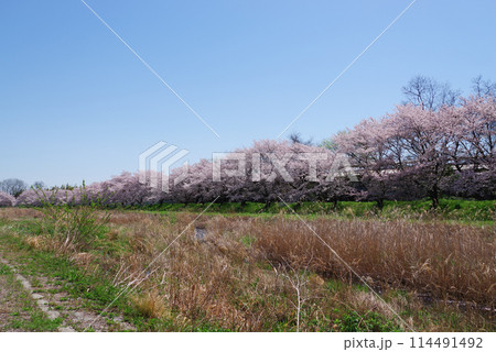 満開のこだま千本桜 満開のこだま千本桜 114491492