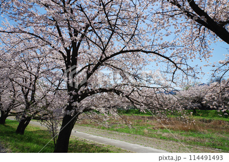 満開のこだま千本桜 満開のこだま千本桜 114491493