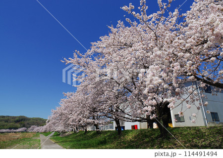 満開のこだま千本桜 満開のこだま千本桜 114491494