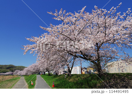 満開のこだま千本桜 114491495