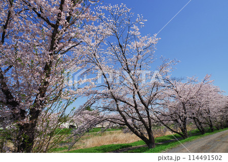 満開のこだま千本桜 満開のこだま千本桜 114491502