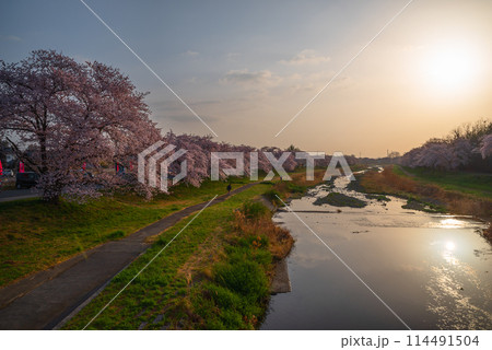 満開のこだま千本桜 114491504