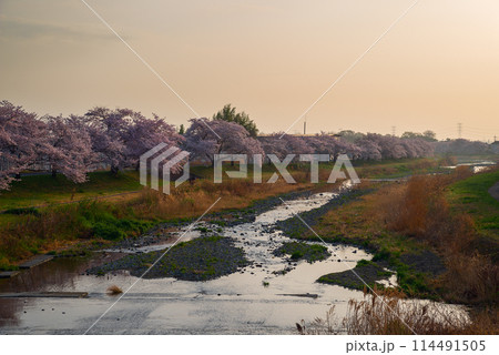 満開のこだま千本桜 満開のこだま千本桜 114491505