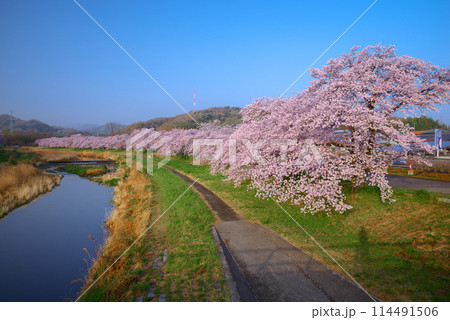 満開のこだま千本桜 満開のこだま千本桜 114491506