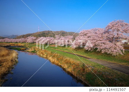 満開のこだま千本桜 114491507