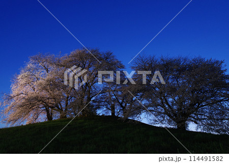 ライトアップされる白石稲荷山古墳の桜 114491582