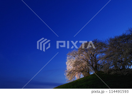 ライトアップされる白石稲荷山古墳の桜 114491593