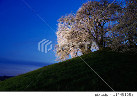 ライトアップされる白石稲荷山古墳の桜 ライトアップされる白石稲荷山古墳の桜 114491598