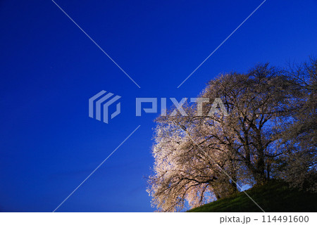 ライトアップされる白石稲荷山古墳の桜 ライトアップされる白石稲荷山古墳の桜 114491600