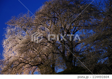 ライトアップされる白石稲荷山古墳の桜 ライトアップされる白石稲荷山古墳の桜 114491604