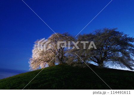 ライトアップされる白石稲荷山古墳の桜 114491611