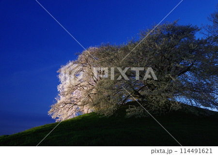 ライトアップされる白石稲荷山古墳の桜 ライトアップされる白石稲荷山古墳の桜 114491621