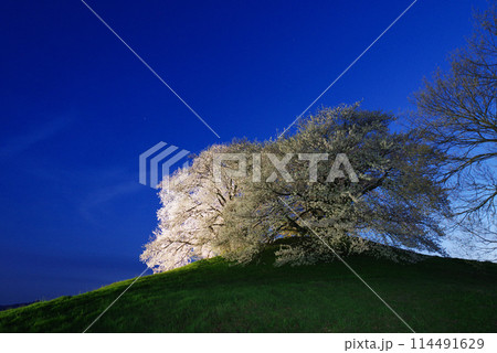 ライトアップされる白石稲荷山古墳の桜 114491629