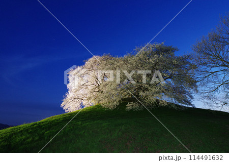 ライトアップされる白石稲荷山古墳の桜 ライトアップされる白石稲荷山古墳の桜 114491632