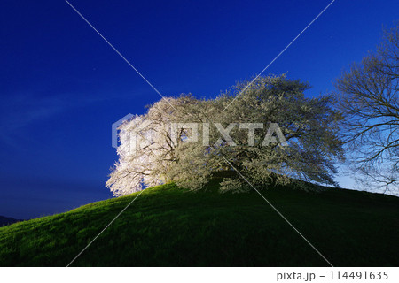 ライトアップされる白石稲荷山古墳の桜 114491635