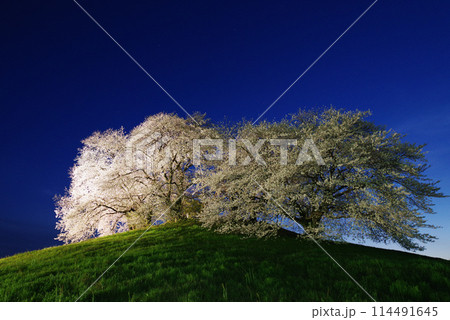 ライトアップされる白石稲荷山古墳の桜 ライトアップされる白石稲荷山古墳の桜 114491645
