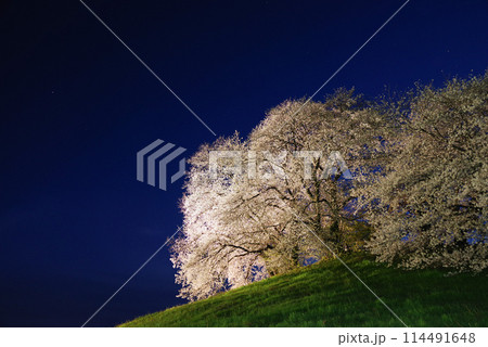 ライトアップされる白石稲荷山古墳の桜 ライトアップされる白石稲荷山古墳の桜 114491648