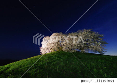 ライトアップされる白石稲荷山古墳の桜 ライトアップされる白石稲荷山古墳の桜 114491654
