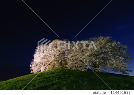 ライトアップされる白石稲荷山古墳の桜 ライトアップされる白石稲荷山古墳の桜 114491658