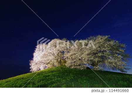 ライトアップされる白石稲荷山古墳の桜 ライトアップされる白石稲荷山古墳の桜 114491660