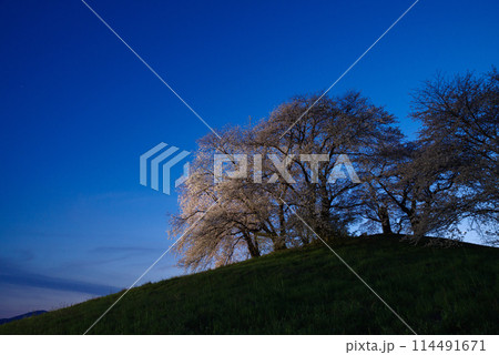 ライトアップされる白石稲荷山古墳の桜 114491671