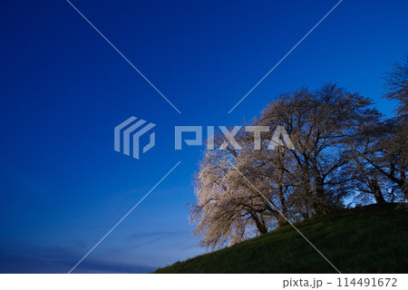 ライトアップされる白石稲荷山古墳の桜 ライトアップされる白石稲荷山古墳の桜 114491672