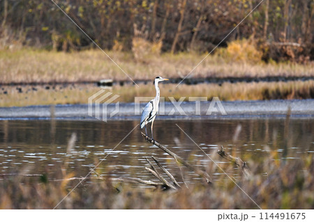 琵琶湖　野鳥 114491675