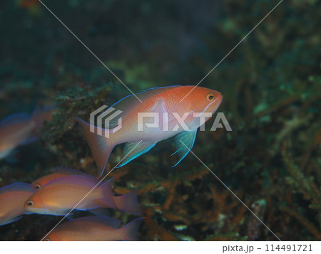 アカオビハナダイ♂ 114491721