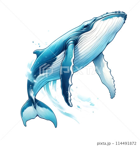 humpback whale 114491872