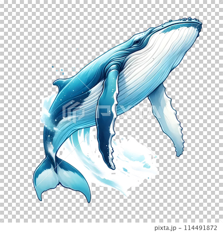 humpback whale 114491872