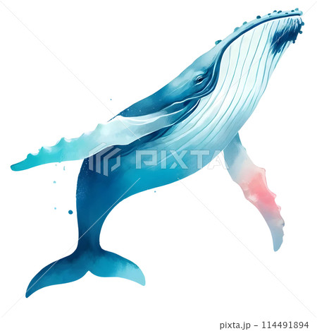 humpback whale 114491894