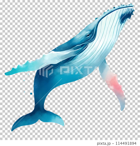 humpback whale 114491894